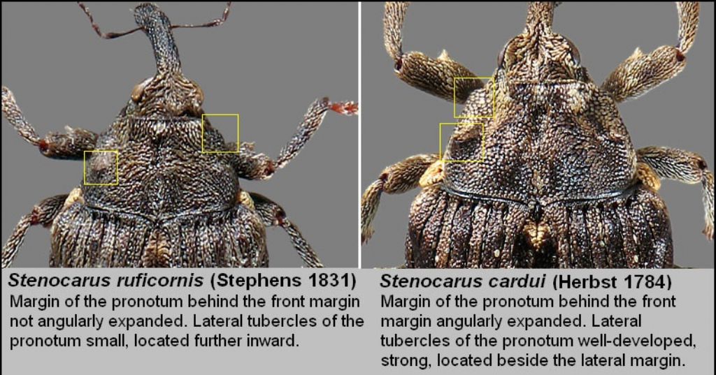 Curculionidae: Stenocarus cardui